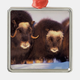 North America, USA, Alaska, Arctic Circle, Metal Ornament