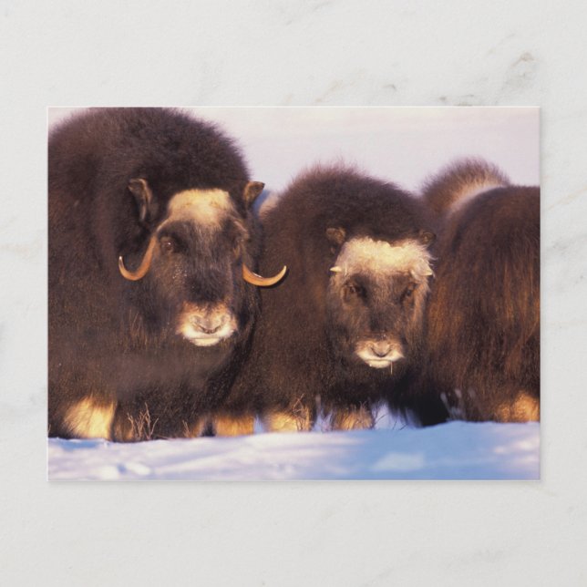 North America, USA, Alaska, Arctic Circle, Postcard (Front)