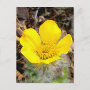 North America, USA, Alaska, Denali National Postcard