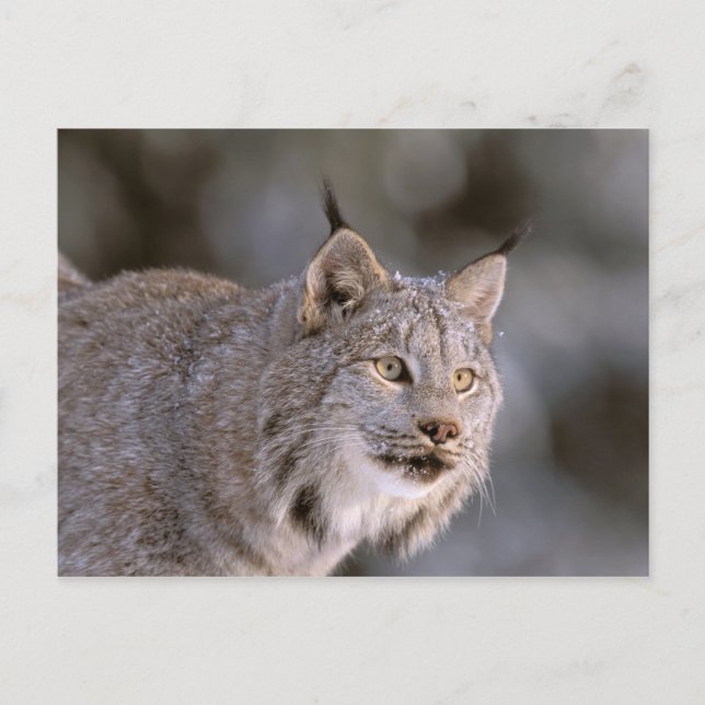 North America, USA, Alaska, Haines. Lynx (Felis 2 Postcard (Front)