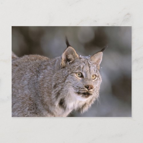 North America USA Alaska Haines Lynx Felis 2 Postcard
