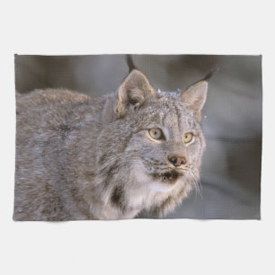 North America, USA, Alaska, Haines. Lynx (Felis 2 Towel