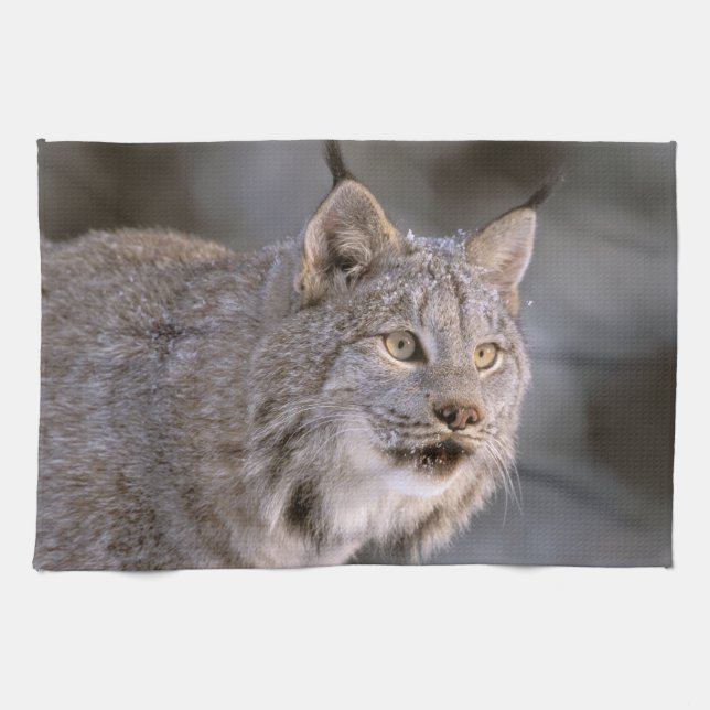 North America, USA, Alaska, Haines. Lynx (Felis 2 Towel (Horizontal)