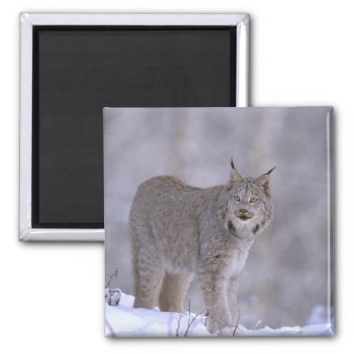 North America USA Alaska Haines Lynx Felis Magnet