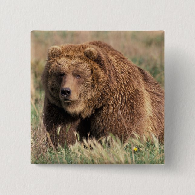 North America, USA, Alaska, Kodiak Island, Pinback Button (Front)