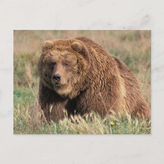 North America, USA, Alaska, Kodiak Island, Postcard (Front)