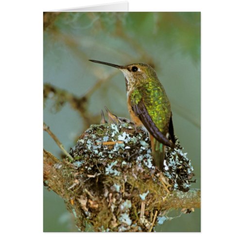 North America USA Alaska Rufous Humming bird