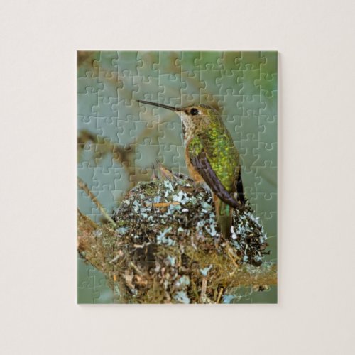 North America USA Alaska Rufous Humming bird Jigsaw Puzzle