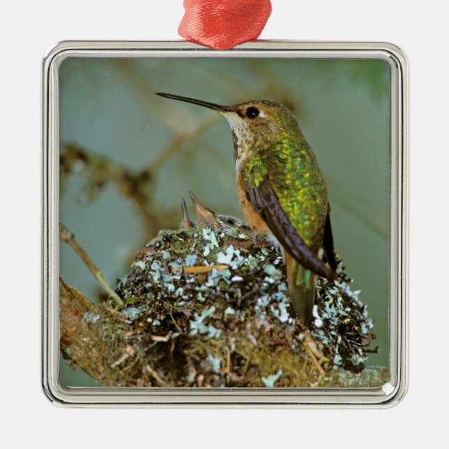 North America, USA, Alaska. Rufous Humming bird Metal Ornament (Front)