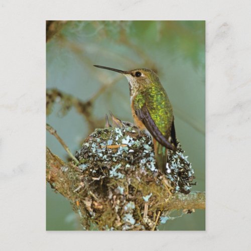 North America USA Alaska Rufous Humming bird Postcard