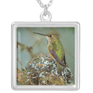 North America, USA, Alaska. Rufous Humming bird Silver Plated Necklace