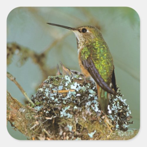 North America USA Alaska Rufous Humming bird Square Sticker