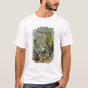 North America, USA, Alaska. Rufous Humming bird T-Shirt