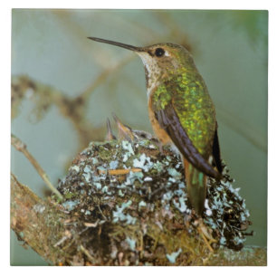 North America, USA, Alaska. Rufous Humming bird Tile