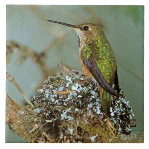 North America USA Alaska Rufous Humming bird Tile