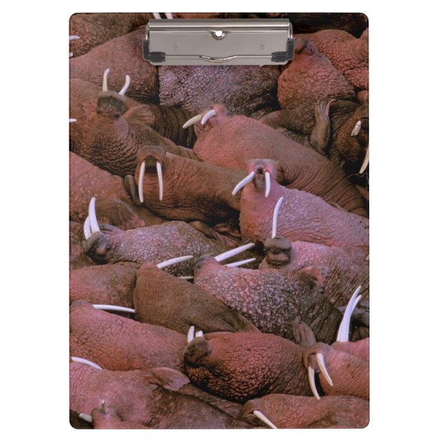 North America, USA, Alaska, Yukon Delta National Clipboard (Front)