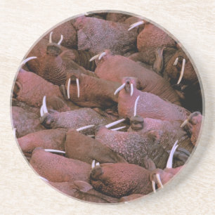North America, USA, Alaska, Yukon Delta National Drink Coaster