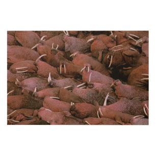 North America, USA, Alaska, Yukon Delta National Wood Wall Decor