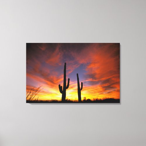 North America USA Arizona Sonoran Desert Canvas Print