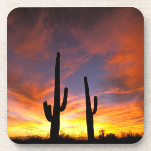 North America, USA, Arizona, Sonoran Desert. Drink Coaster