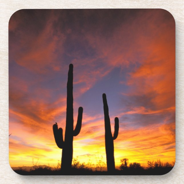 North America, USA, Arizona, Sonoran Desert. Drink Coaster (Front)