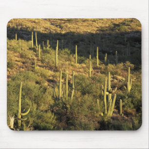 North America, USA, Arizona, Sonoran Desert Mouse Pad
