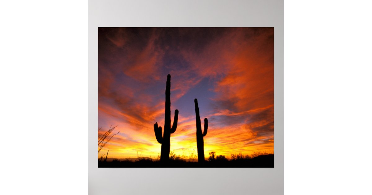 North America, USA, Arizona, Sonoran Desert. Poster | Zazzle