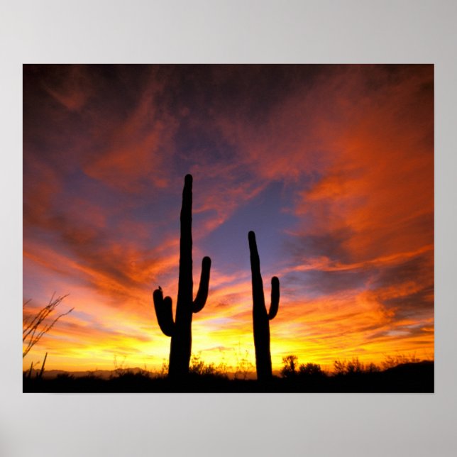 North America, USA, Arizona, Sonoran Desert. Poster (Front)