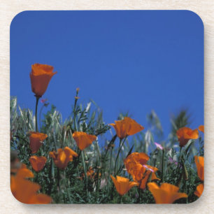 North America, USA, California, Antelope Valley, 3 Beverage Coaster