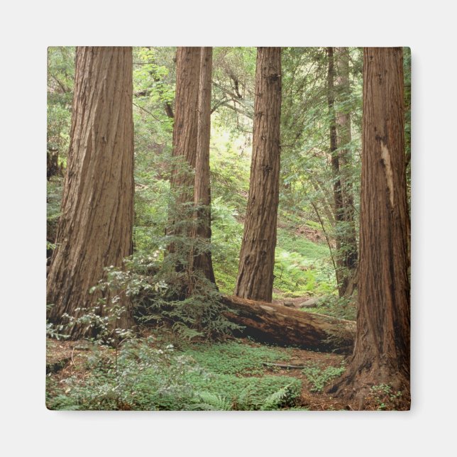 North America, USA, California, Big Sur, Magnet (Front)