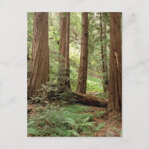 North America, USA, California, Big Sur, Postcard