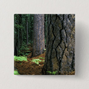 North America, USA, California, Yosemite Button
