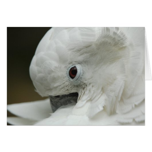 North America, USA, Florida, St. Augustine (Front Horizontal)