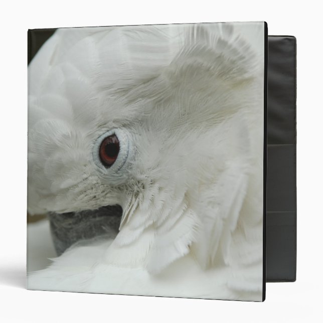 North America, USA, Florida, St. Augustine 3 Ring Binder (Front/Inside)