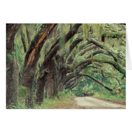 North America, USA, Georgia, Cumberland 2 (Front Horizontal)