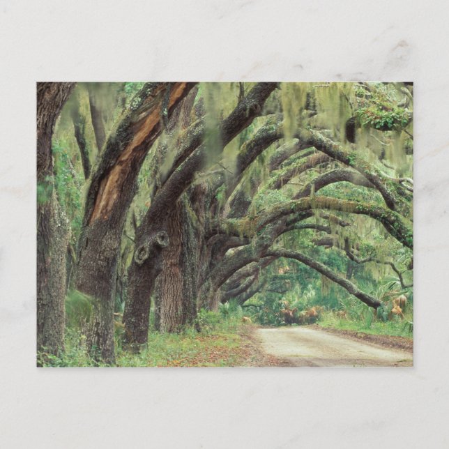 North America, USA, Georgia, Cumberland 2 Postcard (Front)