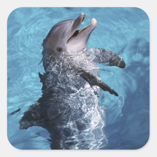 North America USA Hawaii Dolphin 2 Square Sticker