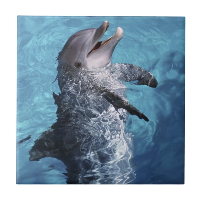 North America, USA, Hawaii. Dolphin Ceramic Tile (Front)