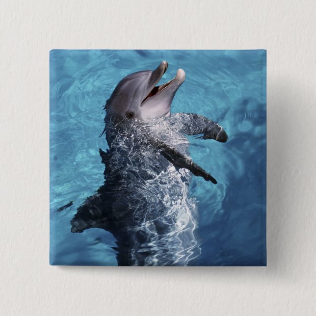 North America, USA, Hawaii. Dolphin Pinback Button (Front)