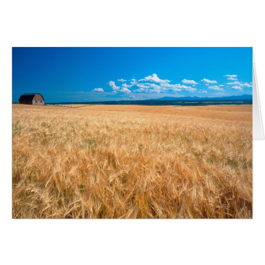 North America, USA, Idaho. Barley field in (Front Horizontal)