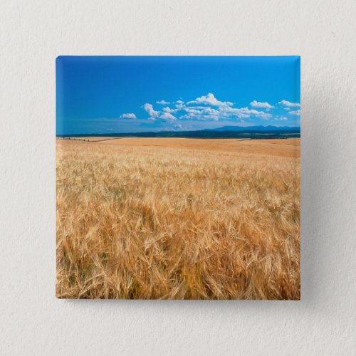 North America USA Idaho Barley field in Button