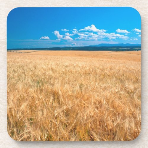 North America USA Idaho Barley field in Coaster