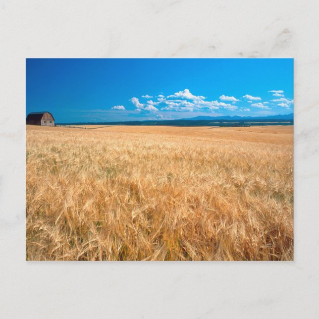 North America, USA, Idaho. Barley field in Postcard (Front)