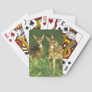 North America, USA, Minnesota. White-tailed 2 Poker Cards