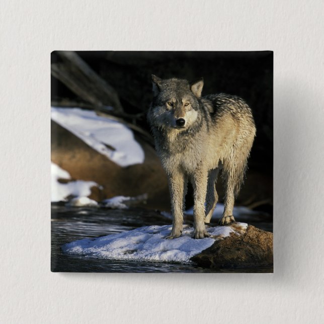 North America, USA, Minnesota. Wolf (Canis Button (Front)