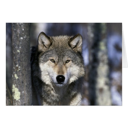North America, USA, Minnesota. Wolf Canis Card