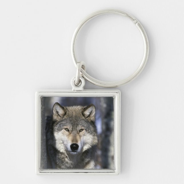 North America, USA, Minnesota. Wolf Canis Keychain (Front)