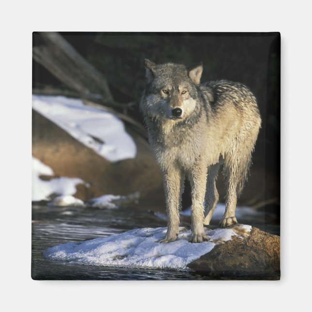 North America, USA, Minnesota. Wolf (Canis Magnet (Front)