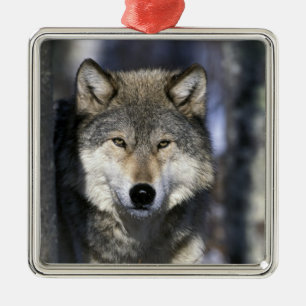 North America, USA, Minnesota. Wolf Canis Metal Ornament
