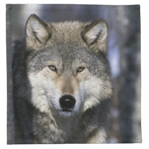 North America, USA, Minnesota. Wolf Canis Napkin